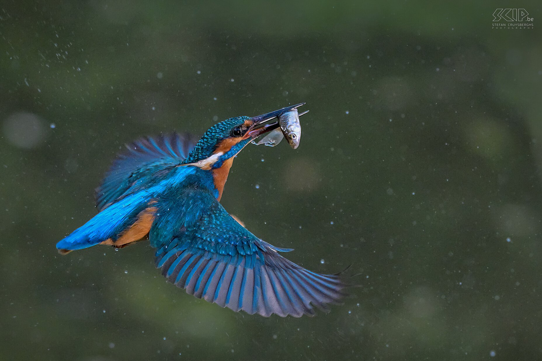Kingfisher  Stefan Cruysberghs